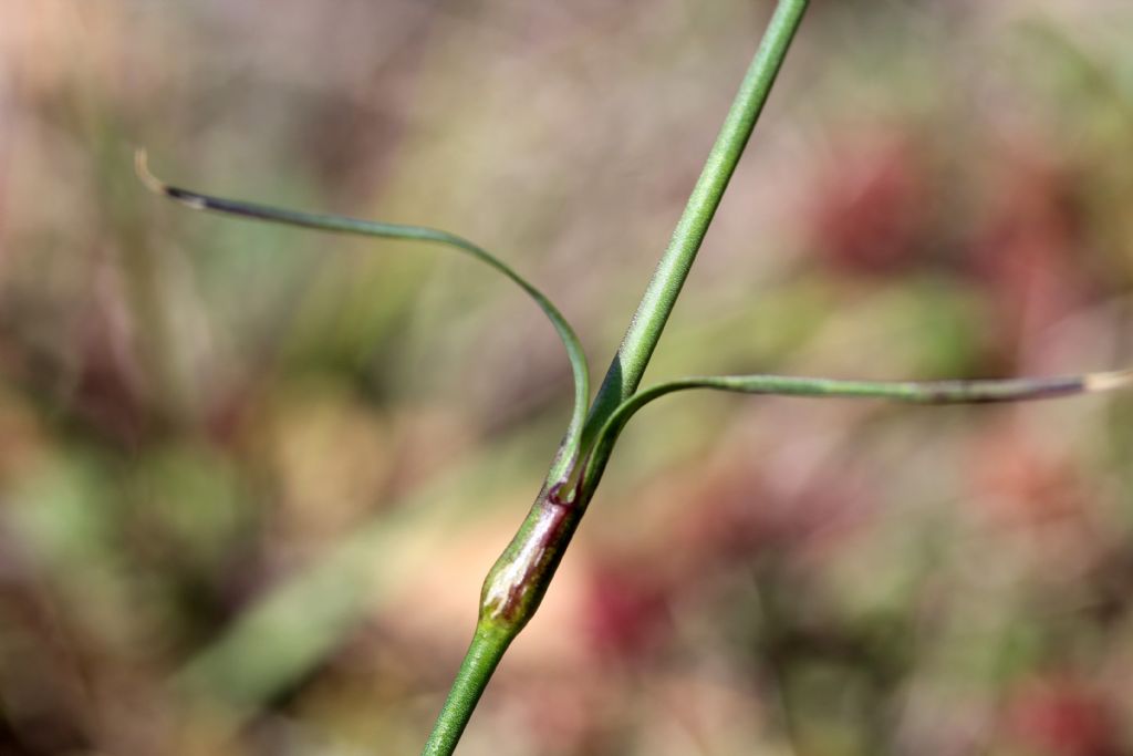 Dianthus carthusianorum